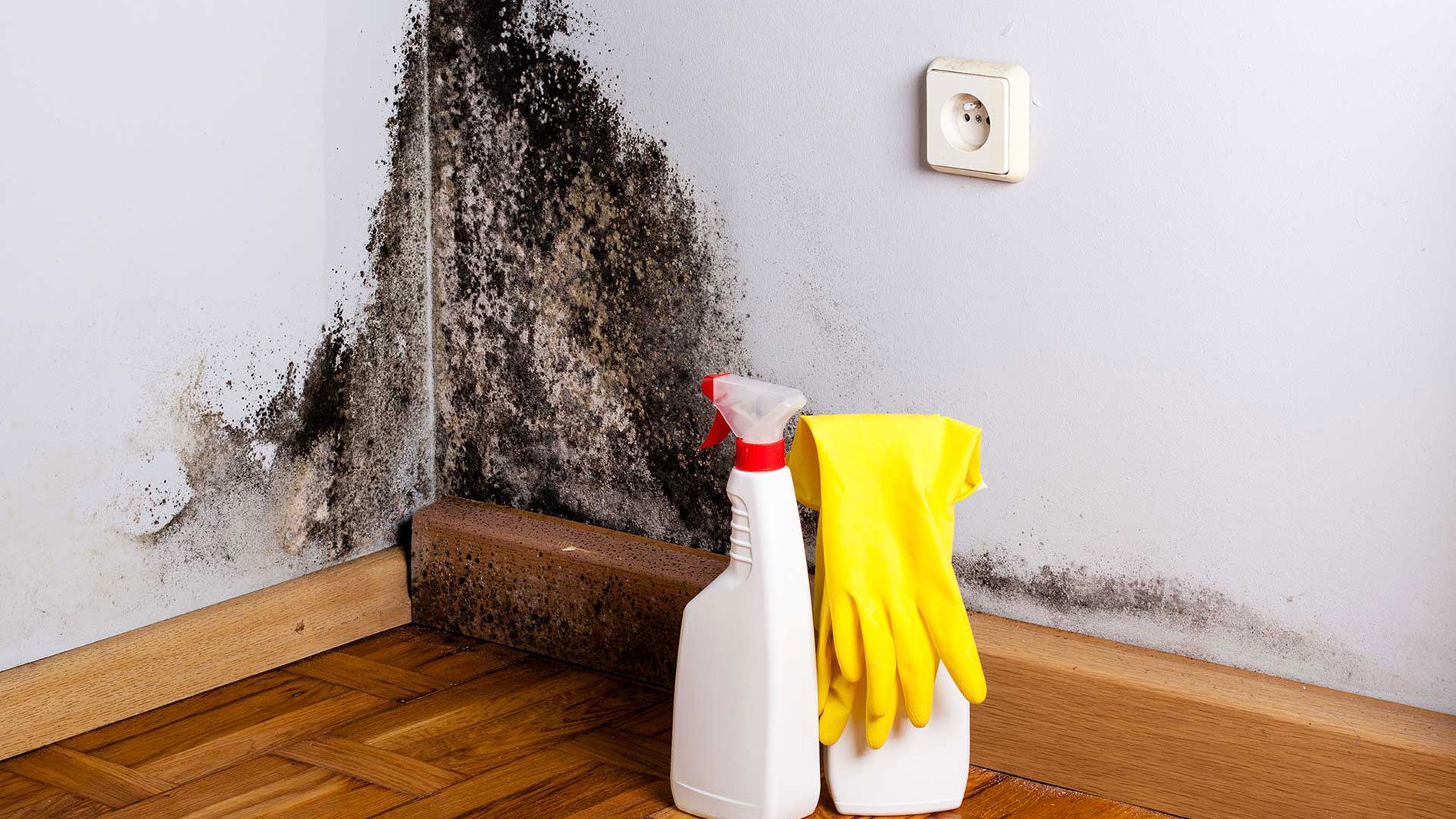 mold remediation & mold removal in tea SD